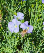 Huilerie Pré Girard Bild 6