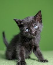 DOA dierenasiel afbeelding 1