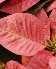 Gärtnerei Allemann GmbH Bild 14