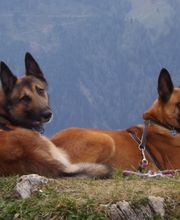 Anima4animals, Institut für Tierkommunikation Bild 2