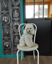 Artist'O Chien image 6