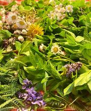 Waldwildkräuter Bild 3