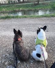 Focus Dogs Hundeschule KlG Bild 9