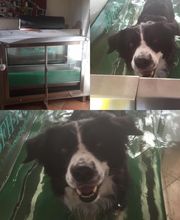 Pfötchen - Tierphysio Bild 1