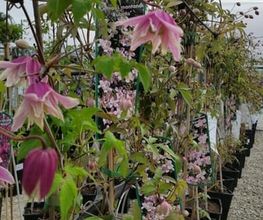 Blumen Krippner Bild 3