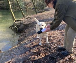 Die Schule der Labradorfreunde Bild 5