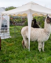 Eggert Pflanzenhof Inh. Rolf Tietjen Bild 4