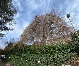 Mémoires d’Arbres Bild 7