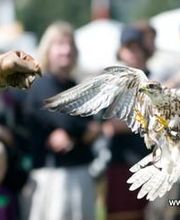 ViaAniMenTi Heilpraxis & Falknerei Bild 6