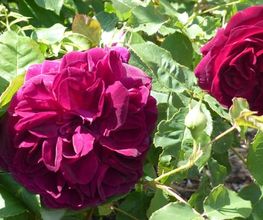 FeWo Eifelrose Bild 4