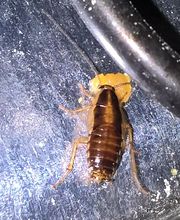 HS Nuisibles image 6