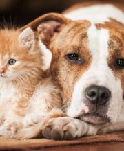 West Park Veterinary Services image 2