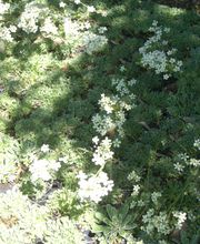 Staudengärtnerei David Müller Bild 65