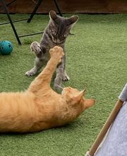 Hotel-cats.com image 5