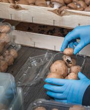 Passion Fruits SAS image 9