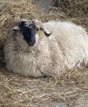 Ferme du Roussel image 10