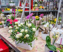Fleurs Stempfler image 19