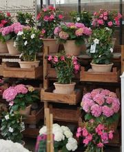 Blumen Eichenberger Oberrieden Bild 13