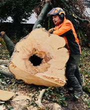 Markus Siebers Baumpflege & Baumfällungen Bild 3