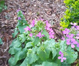 Vita'flore Naturopathe image 1
