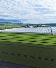 Stoll Légumes Bild 2