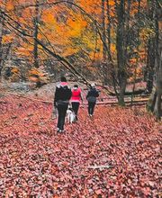 Murmure canin image 3