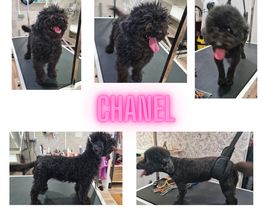 Douceur Canine image 8