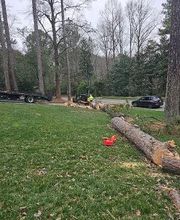 Southeast Tree image 4