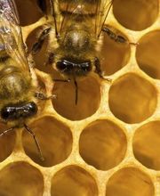 Autumn Morning Farm Beekeeping Supplies image 4