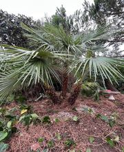 Arbor Saintonge image 5