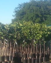 Olipalm pépiniére image 7