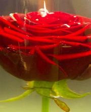 Fleur de Lys image 4