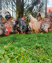 Jenny´s Kükenglück und Gartenzauber Bild 7