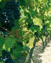 Papin Anthony EARL image 2