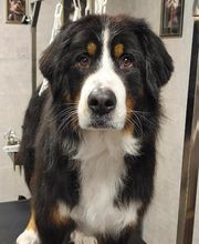 Barber Dog By Sonia image 4