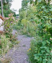 Wildblumendienst Bild 1