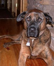 Monroe County Animal Hospital image 16