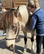 Gesundes Pferd Andrea Möri Bild 4