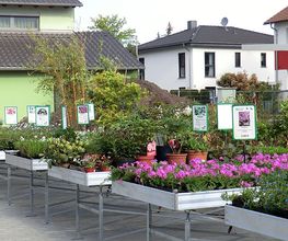 Gärtnerei Mohr Bild 15