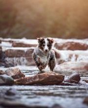 Beshepherd Tierfotografie - Sophie Lombeck Bild 9