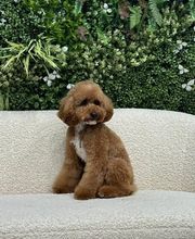 The Black Poodle Groom & Care S.L. imagen 10