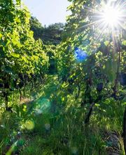 Kellerei Drei Eichen Bild 6