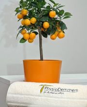 PhysioDemmers Bild 1