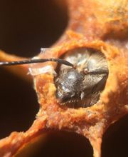 APISAVEURS ONDRASIK APICULTURE image 1