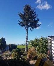 Baumpflege-Markgräflerland Bild 1