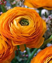 Blumen Bijou GmbH Bild 8