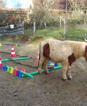 Espace d'équithérapie et d'équicoaching image 1