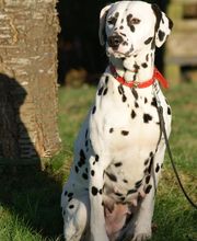 Elevage Canin du Domaine des Loups Mer image 2