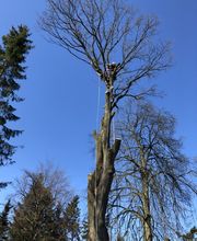 Thies Dölger Gartenbau Bild 1