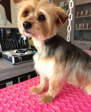 Toilettage canin et felin à domicile image 5